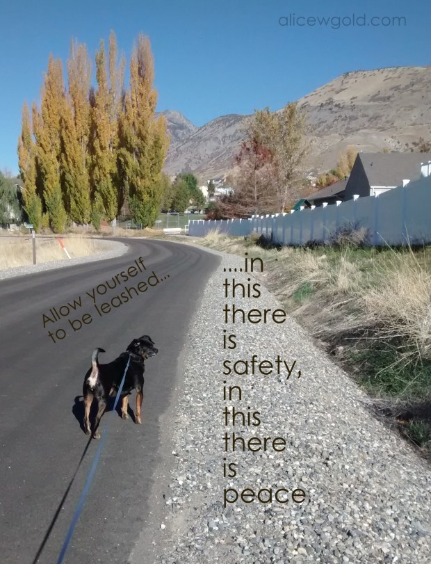 IMG_20141107_104356 (1)