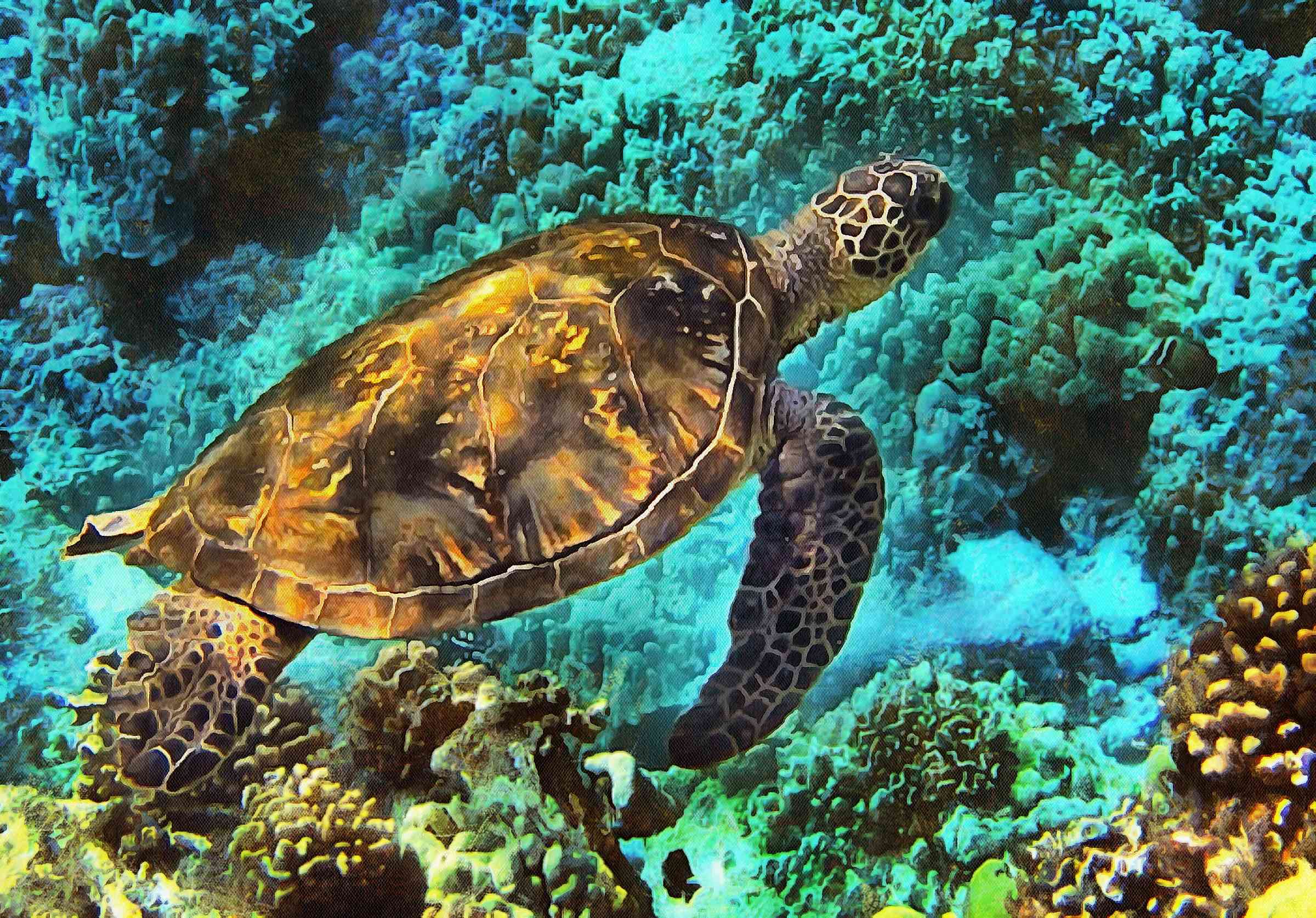 sea turtle